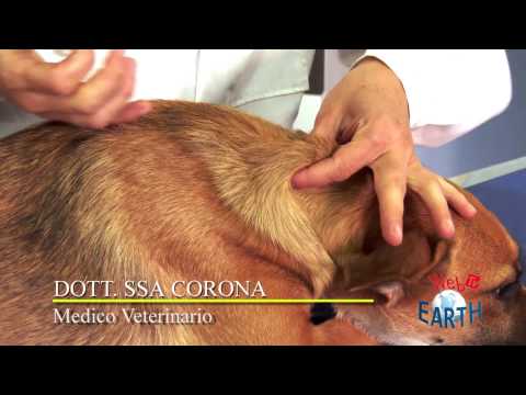 Nella parte bassa della schiena dolore alle gambe dà la gravidanza può La rottura del ginocchio legamenti nel trattamento cani