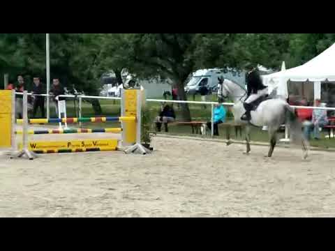 5yo Holsteiner gelding Zirocco Blue x Caretino SPF A** 8,0