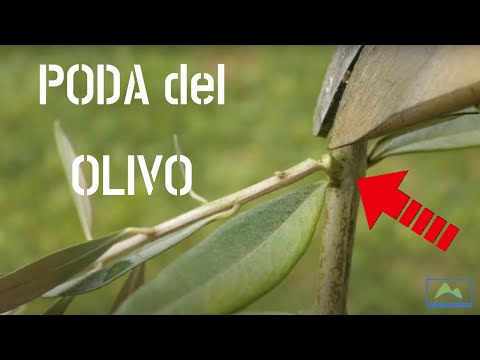 PRUNING an OLIVE TREE from scratch 🌳🫒 3 stages you should know #LdN #frutiCULTURA