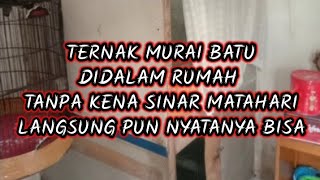 Download lagu Ternak murai batu didalam rumah tanpa kena sinar matahari nyatanya juga bisa mp3
