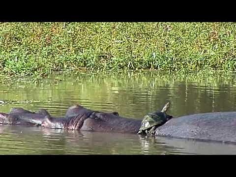 Djuma: Hippo with Terrapins on it - 15:26 - 04/07/21