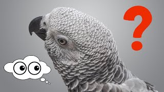 African Grey Parrot Male or Female? (Determine Gender of African Greys)