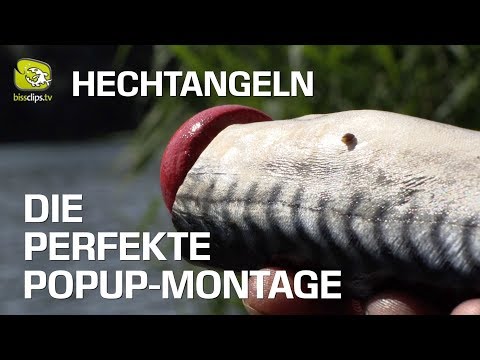 Hechtangeln über Grund mit Köderfisch an der Popup-Montage