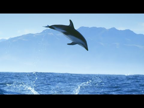 Diving With Dolphins in a Remarkable Video