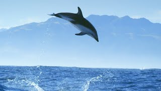 Diving With Dolphins - Joy | Mindful Escapes | BBC Earth