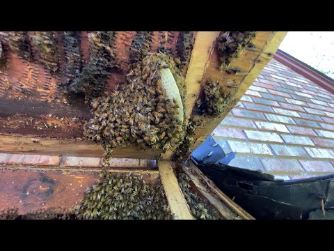 Bee Removal from House North Alabama