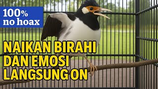 Download lagu Pancingan Jalak Suren Macet bunyi | Pancingan Jalak Suren Gacor mp3 Download lagu Pancingan Jalak Suren Macet bunyi | Pancingan Jalak Suren Gacor mp3