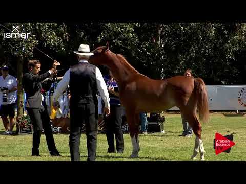 N.103 ALMAA ATHBAH - Strohen 2018 B Int