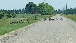 preview picture of video 'Canadian Geese Family Road Crossing'