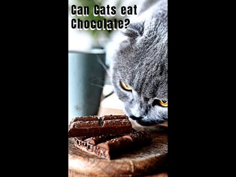 How Much Chocolate Is Toxic to Cats #Shorts