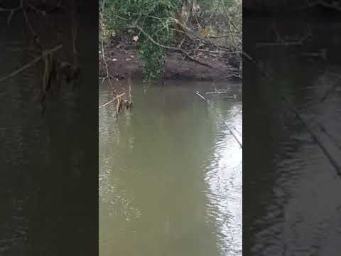Chublet from the Suffolk Stour
