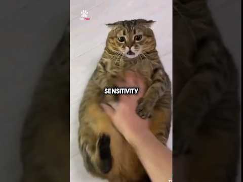 Do cats like belly rubs? 😻 #shorts #cat