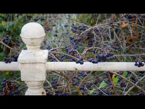 Vivaldi, Bach, Telemann, Handel & Marcello in Middelburg.