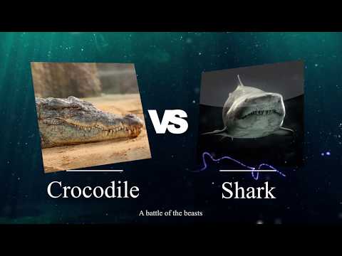 Crocodile Vs.  Shark