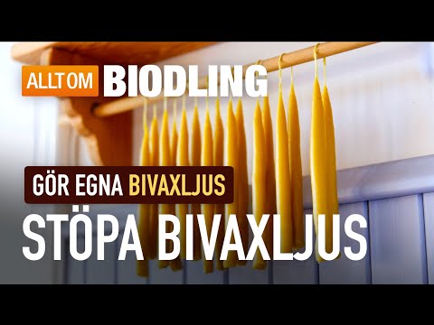Stöpa bivaxljus | Gör egna ljus av bivax