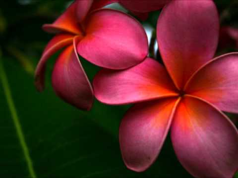 apocalypto soundtrack  - words through the sky - part 8