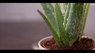 Journey To Beauty: Aloe Vera Magic