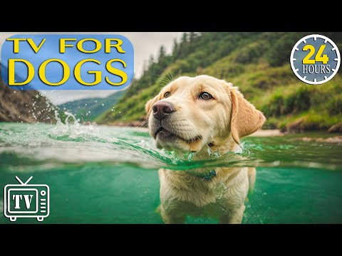 24 Hours of Soothe Dog's Anxiety: DOG TV - Anti Anxiety & Boredom Busting Videos with Music for Dogs