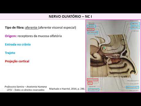 FON1 Aula 13.1 Anatomia Nervos cranianos parte 1 Prof. Samira UFSC