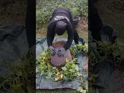How To Harvest Container Grown Sweet Potatoes #gardening #garden #growyourownfood