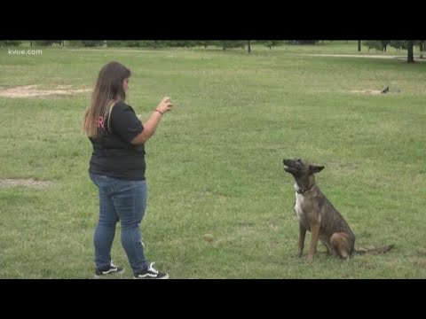 What to do if an aggressive dog approaches you | KVUE