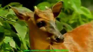 ROBERTO CARLOS   AMAZÔNIA 1989 Save the Amazon Video Clip   HD