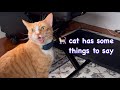 Orange Cat Has Some Things To Say Meows Loudly Loudmeow Catmeow Catmeowing Orangrcat Meow