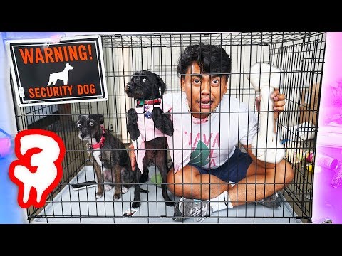 Escape The Dog Cage Challenge Part 3! Video