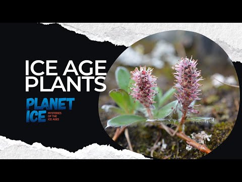 Plant adaptations to cold: from the ice age to the Arctic tundra