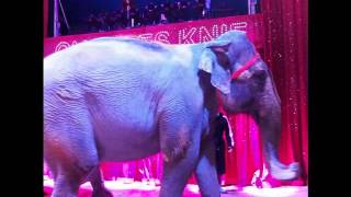 preview picture of video 'Manege frei für den Zirkus Charles Knie in Einbeck zur Saisonpremiere 2013'