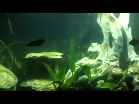 Four Male Betta Fish in the Same Tank