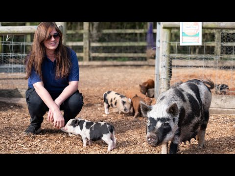 How the Growth Programme Sparked Creativity at Kew Little Pigs