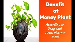 Benefits of money plant according to Vastu feng sh