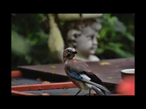 Revel Day, MIA MOR - Windows (2020s Pop)