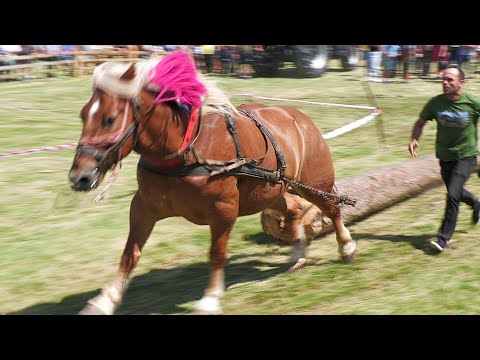 Locul 1 Calul lui Păsăroiu la Ceanu Mare - Cluj 15 Iulie 2023