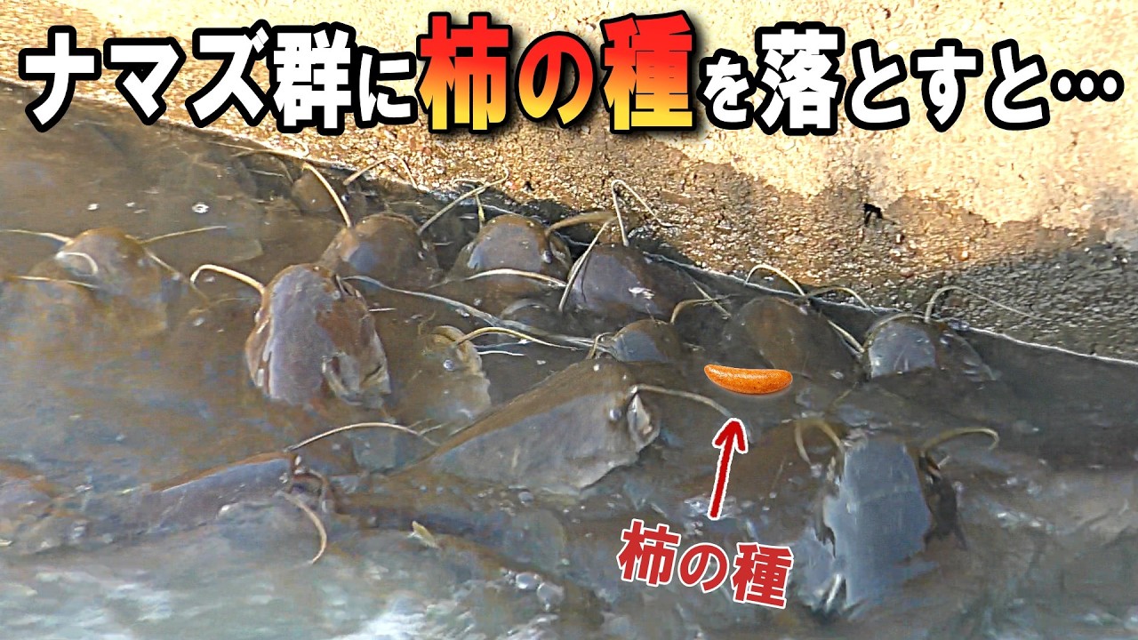 ナマズ群に柿の種を落とすと…衝撃の反応