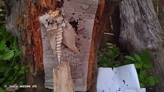 ທົດລອງກຸ່ມລູກຫົວແຫຼມ5.52mm18gr