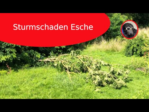 Warum fällt die Esche um?