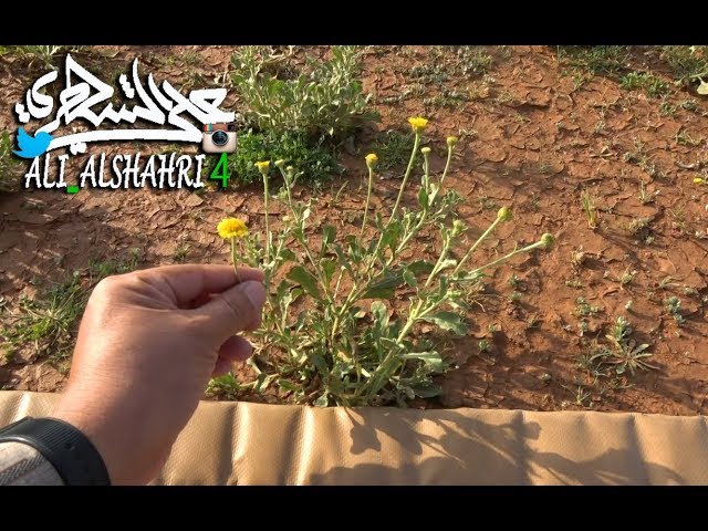 بذور عرار  عرار نجد  موسمية