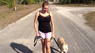 Dino the PIt Bull Part 2 - Bark Busters Home Dog Training of Fort Myers - Patrick Logue