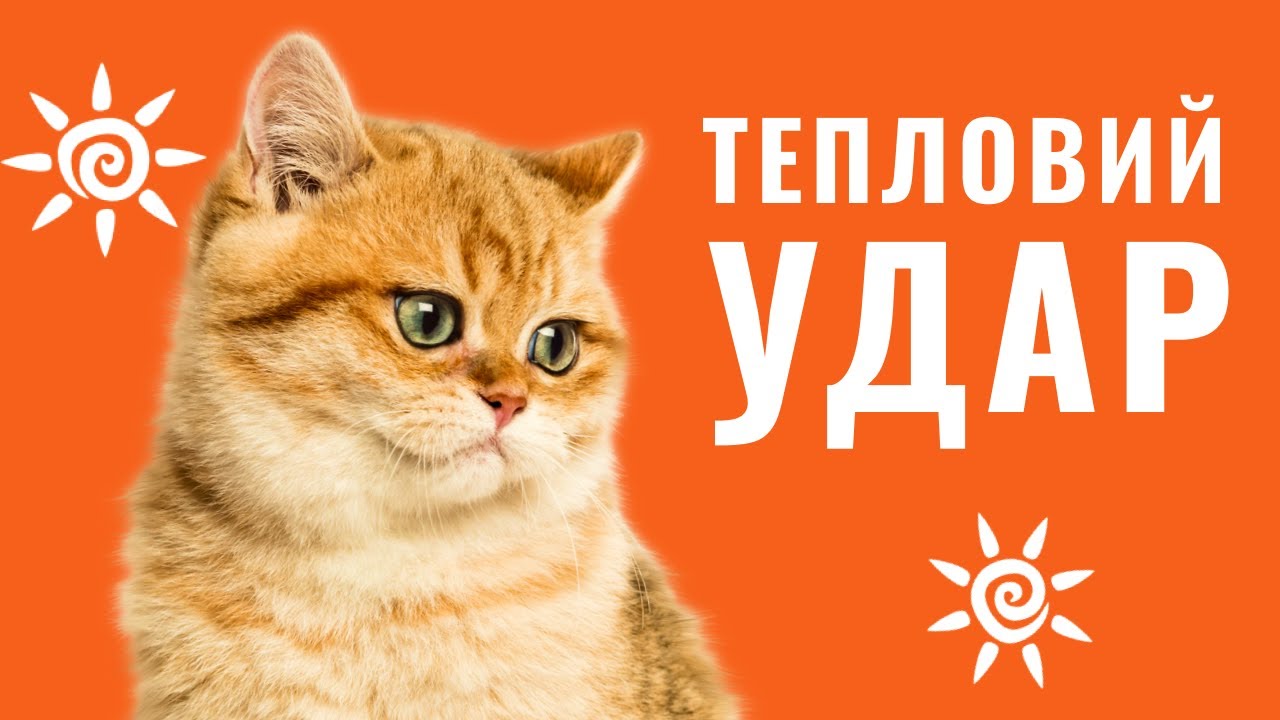 YouTube video preview