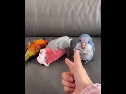 Актер без Оскара 😅До конца #свадьба #армения #смешновидео #funnycomedy #funnyshorts #funnyvideo