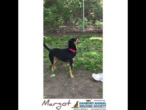 Margot, an adopted Shepherd Mix in Danbury, CT_image-1