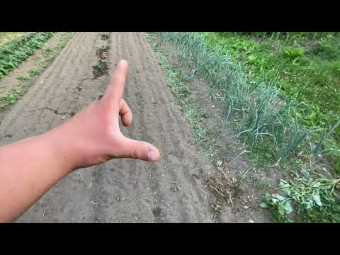 aggiornamento in orto api e semina fagioli