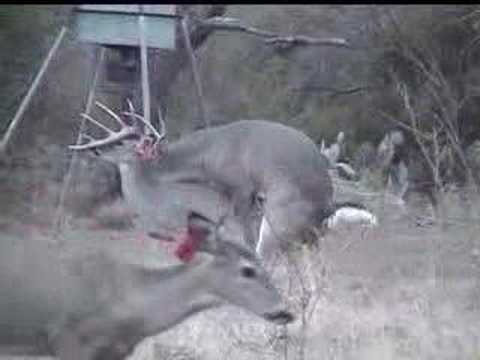 Animals Mating Videos: Deer Mating Video Animals Mating Videos: Deer Mating Video