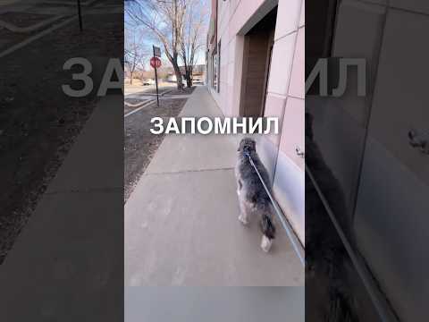 Смышленный пёсик 😂 #истории #история #новости #новость #shorts