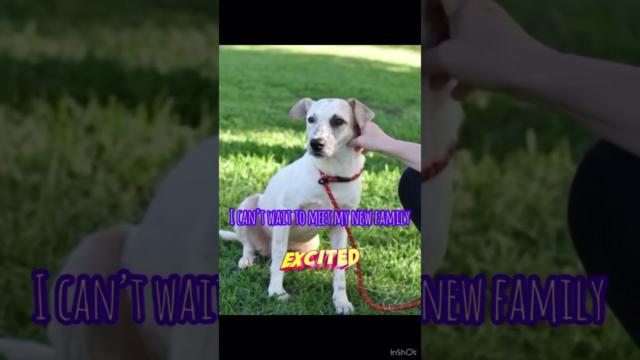 Enlarge Eddie, a Adoptable mixed breed in Brewster , NY video 5/6