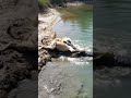 The Crocodile Is Defeated By The Lion ワニがライオンにやられる Lion Shorts Animals
