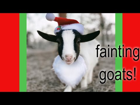 Vlogmas 3 - New Fainting Goats!