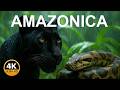 AMAZON BLACK PANTHER The Living Legend Of The Jungle Naturedocumentary Wild Life English